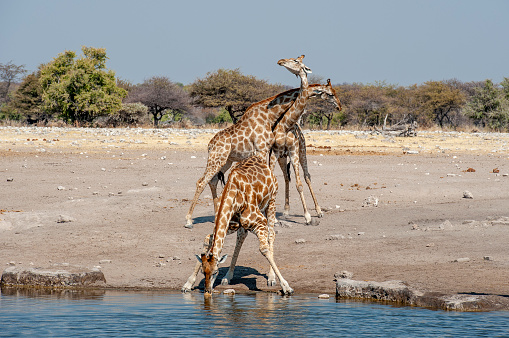 Etosha National Park Namibia, Africa ,giraffe  drinking and fighting.