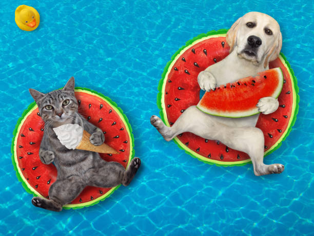 istock Dog labrador and cat gray on inflatable rings 1343627869