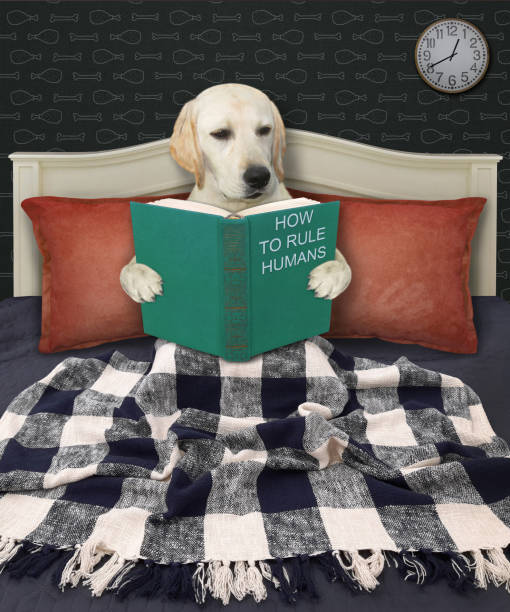 istock Dog labrador in bed reads book 1343627906