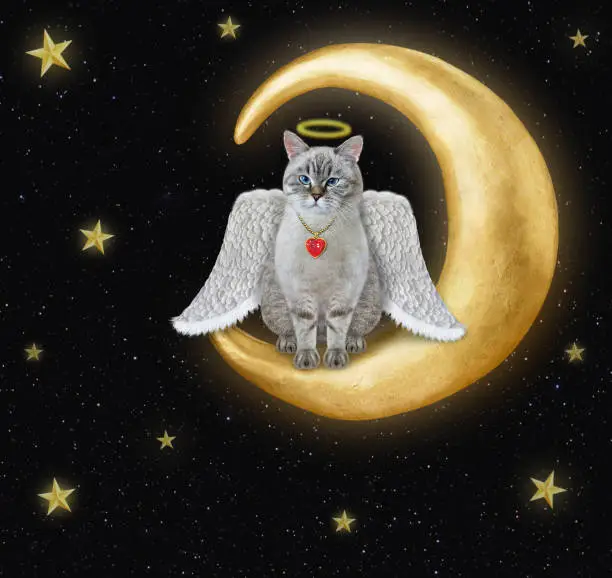 Photo of Cat ash angel on moon