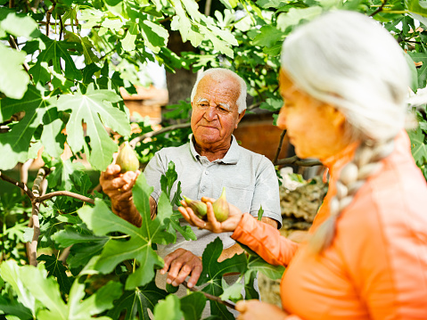 Mature grey hair woman and her father picking figs off the tree. Both dressed in  casual clothes with jeans. They are harvesting fresh organic tomatoes off the vine. Exterior of garden greenhouse on the local farm.