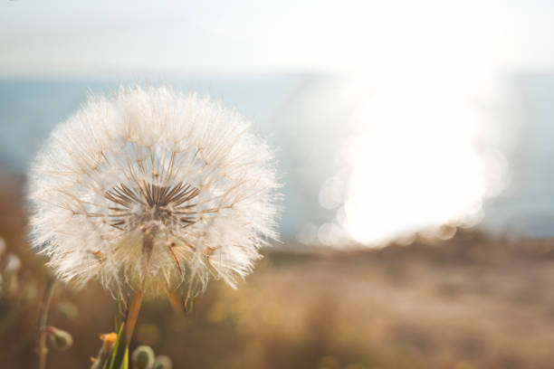 istock dandelion in the rays of sunlight 1343632350