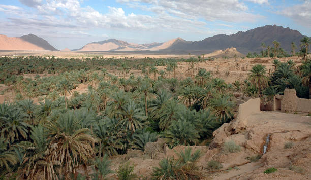 istock Palm grove of  Figuig in Morocco 1343633201