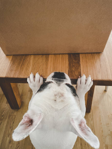 istock French Bulldog investigating a brown box on table 1343633422