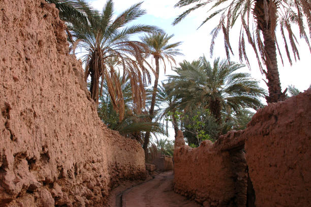 istock Palm grove of  Figuig in Morocco 1343634555
