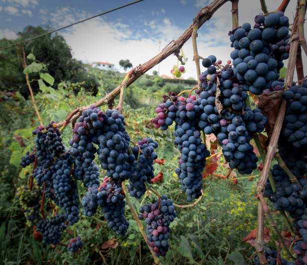 istock Vineyards with ripening red grapes. 1343634590