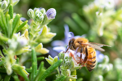 Adult Female Stingless Bee of the Genus Trigona