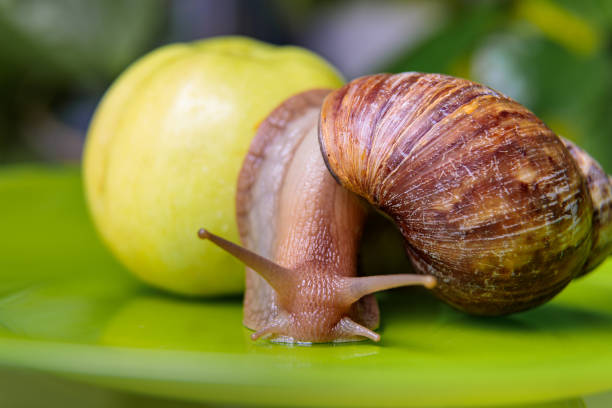 istock A large white snail sits on a green apple. Close-up 1343634956