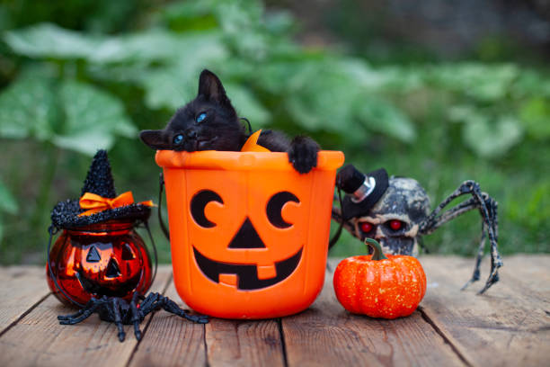 istock Halloween pumpkin and black cat on wooden background 1343636012