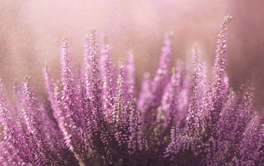 Beautiful purple autumn heathers