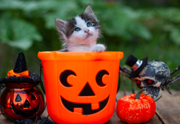 istock Halloween pumpkin and kitten on wooden background 1343636040
