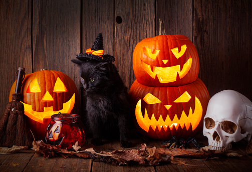 Black cat with pumpkina as a symbol of Halloween