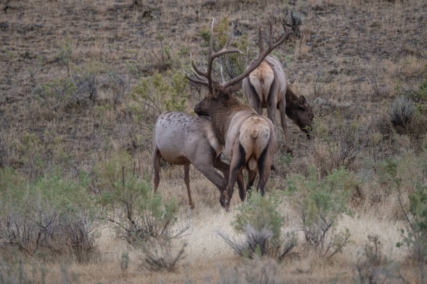 istock Elk bull preparing to mount cow in mating 1343638058