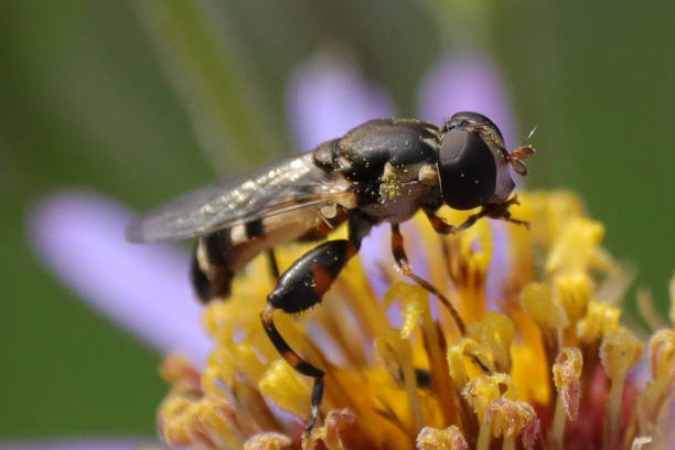 istock Piaulating Syritte --- Thick-legged Syrphe (Syritta pipiens) 1343638313
