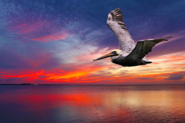istock A seagull in flight against a beautiful landscape. 1343638937