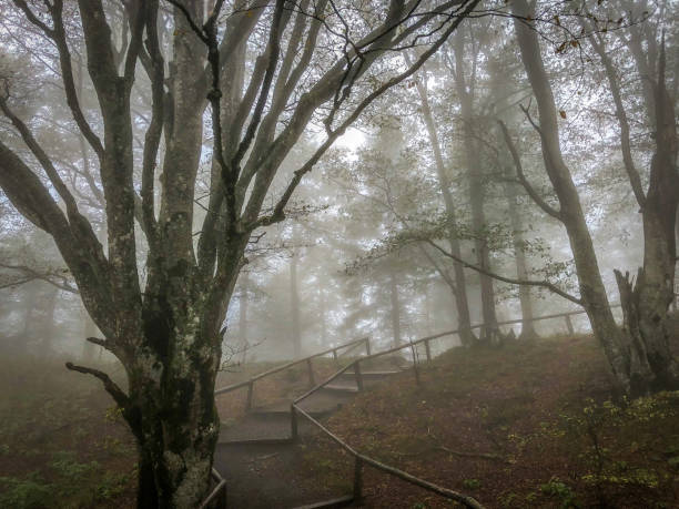 istock Path through the Black Forest in Germany with fog. 1343638985