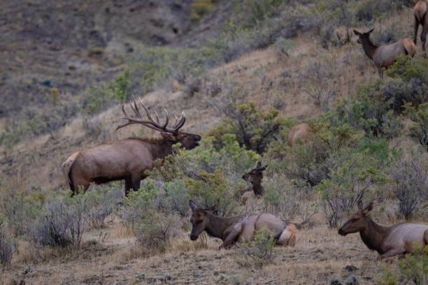 istock Elk bull bugling toward his cow herd to keep them close 1343639330