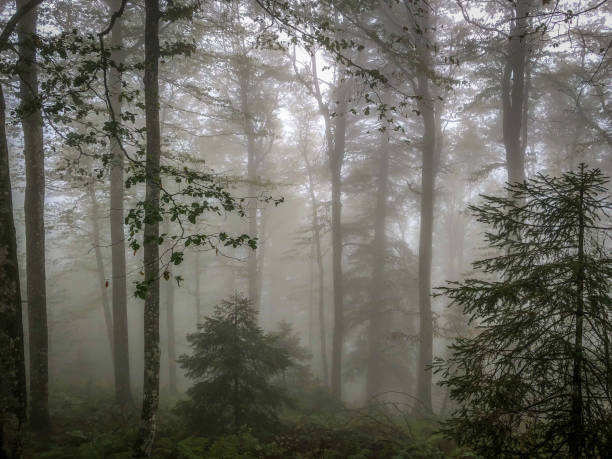 istock The Black Forest in Germany with fog. 1343640215