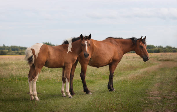 istock Horse with foal graze in the meadow. 1343640308