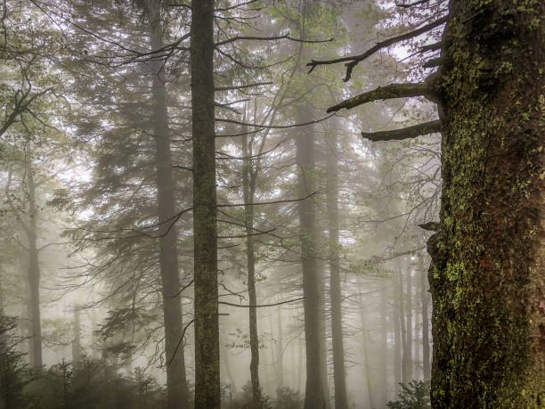 istock The Black Forest in Germany with fog. 1343641049