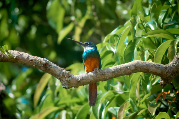 istock Beautiful little bird on a tree 1343643450