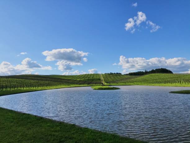 istock Lake view of vineyards and hills 1343645700
