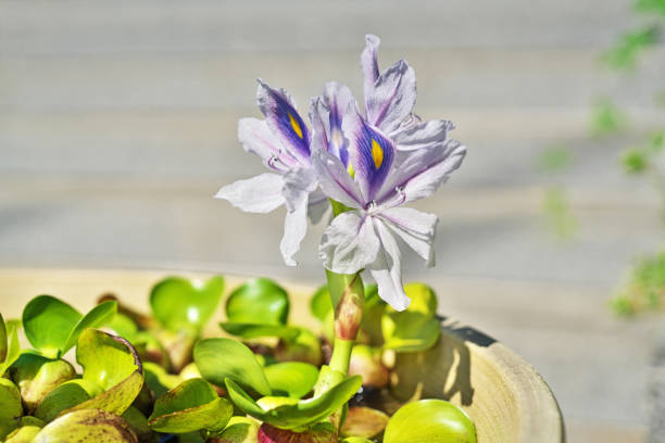 flower of the water hyacinth - water hyacinth water plant pond nobody imagens e fotografias de stock