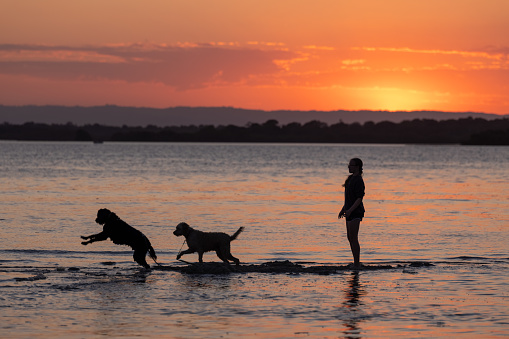 Girl Throwing A Ball With Her Australian Labradoodle Dogs At Idyllic Sunset Location