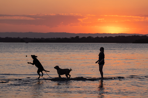 Girl Throwing A Ball With Her Australian Labradoodle Dogs At Idyllic Sunset Location