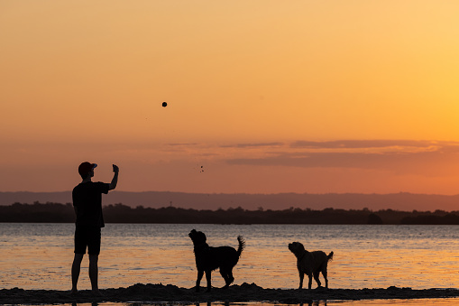 Teenage Boy Throwing A Ball With Her Australian Labradoodle Dogs At Idyllic Sunset Location