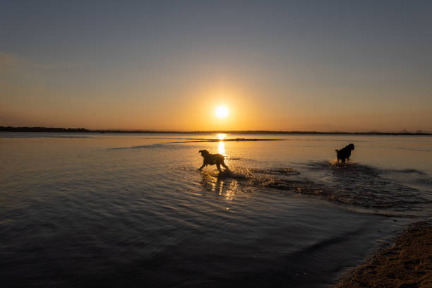 Happy Australian Labradoodle Dogs Playing In The Water At Idyllic Sunset Location