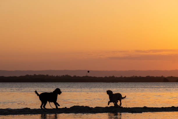 Two dogs enjoy running at sunset along the Oregon Coast.