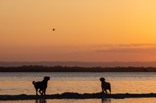 Happy Australian Labradoodle Dogs Playing In The Water At Idyllic Sunset Location