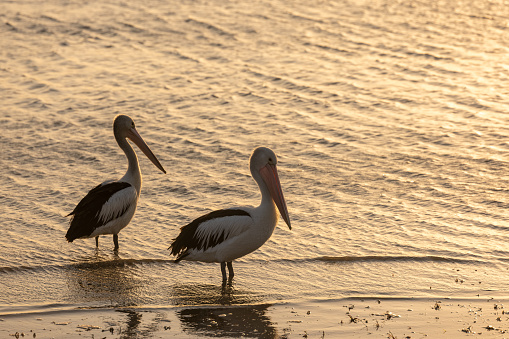 Two Pelicans At Sunset At Moreton Bay Marine Park, Australia