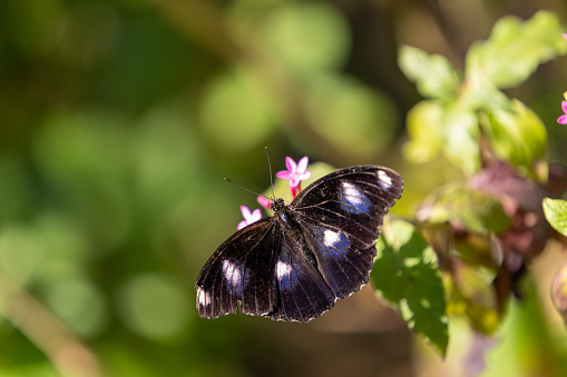 Varied Eggfly Butterfly (Female) In Subtropical Australian Garden. Also Known As Blue Moon Butterfly