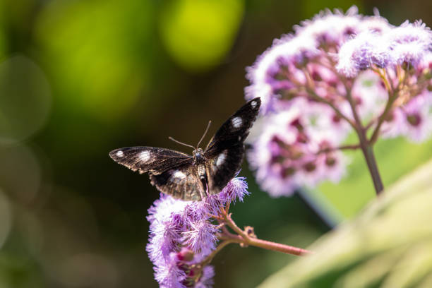 Varied Eggfly Butterfly (Female) In Subtropical Australian Garden. Also Known As Blue Moon Butterfly