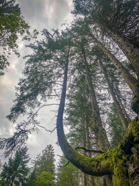 istock View into the treetops in the black forest. 1343647393