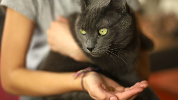 istock A girl is nourishing a cat 1343648130