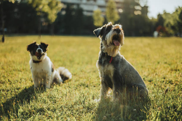 istock Two beautiful dogs in a dog park playing and having fun 1343648217