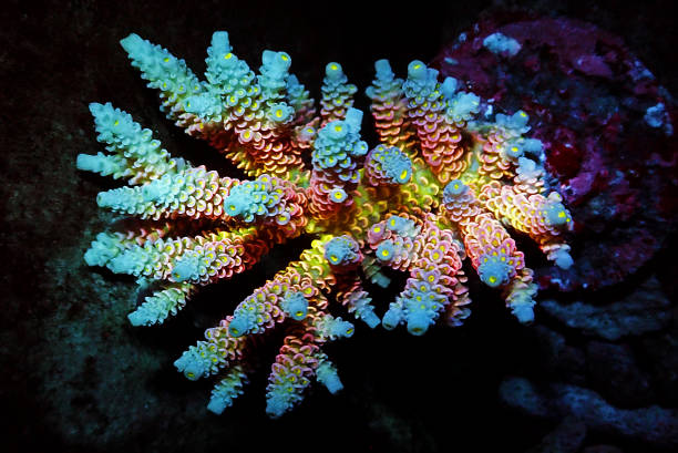 Raspberry Millepora 440+ Millepora Corals Stock Photos, Pictures & Royalty-Free Images - iStock