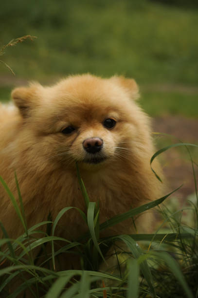 istock A thoroughbred German Spitz eats grass on the lawn. Sad dog. Looks into the camera, vertical composition 1343649446