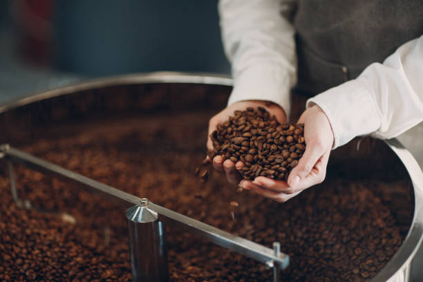 istock Coffee cooling in roaster machine at coffee roasting process. Young woman worker hold roasted brown coffee beans in hands 1343650752