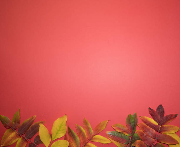 istock Beautiful bright autumn leaves on red paper background with copy space 1343651384