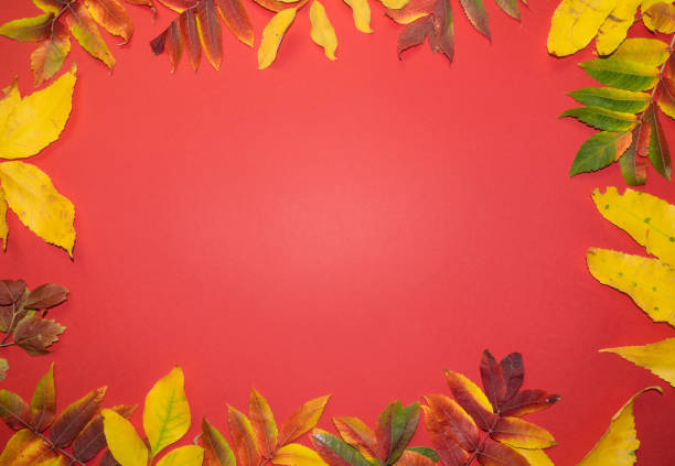 istock Beautiful bright autumn leaves on red paper background with copy space 1343651398