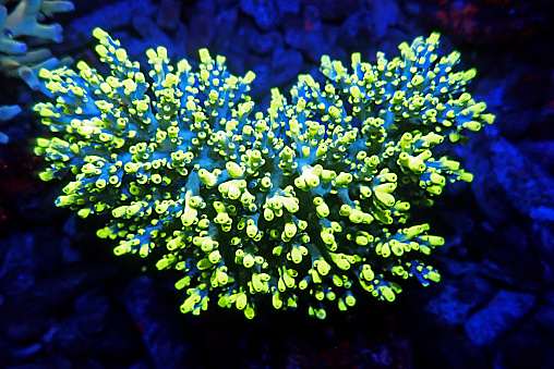 Acropora tenuis - colorful sps coral