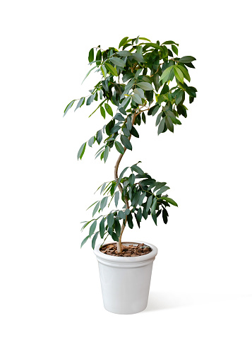 House Plant with clipping path.