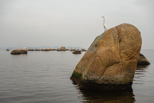 Stork Perching On Rock Against Sea on cloudy day. High quality photo