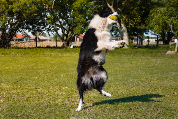 istock Dog playing with tennis ball 1343653459