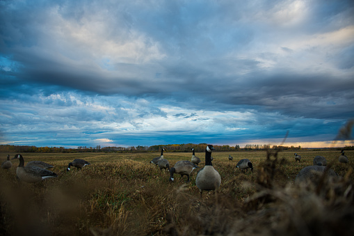 Goose hunting in Canada