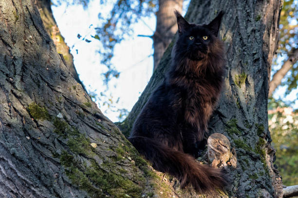 istock A big black maine coon cat sitting on tree. 1343654974